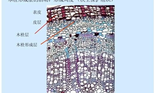黄药膏的作用网- 黄药膏的功效与作用图片知识,分享黄药膏的功效与作用图片